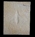 Myrmicium schroeteri GERMAR 1839 - Bild &copy; FossNet FossilienStore